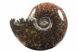 Polished Ammonite (Cleoniceras) Fossil - Madagascar #233478-1